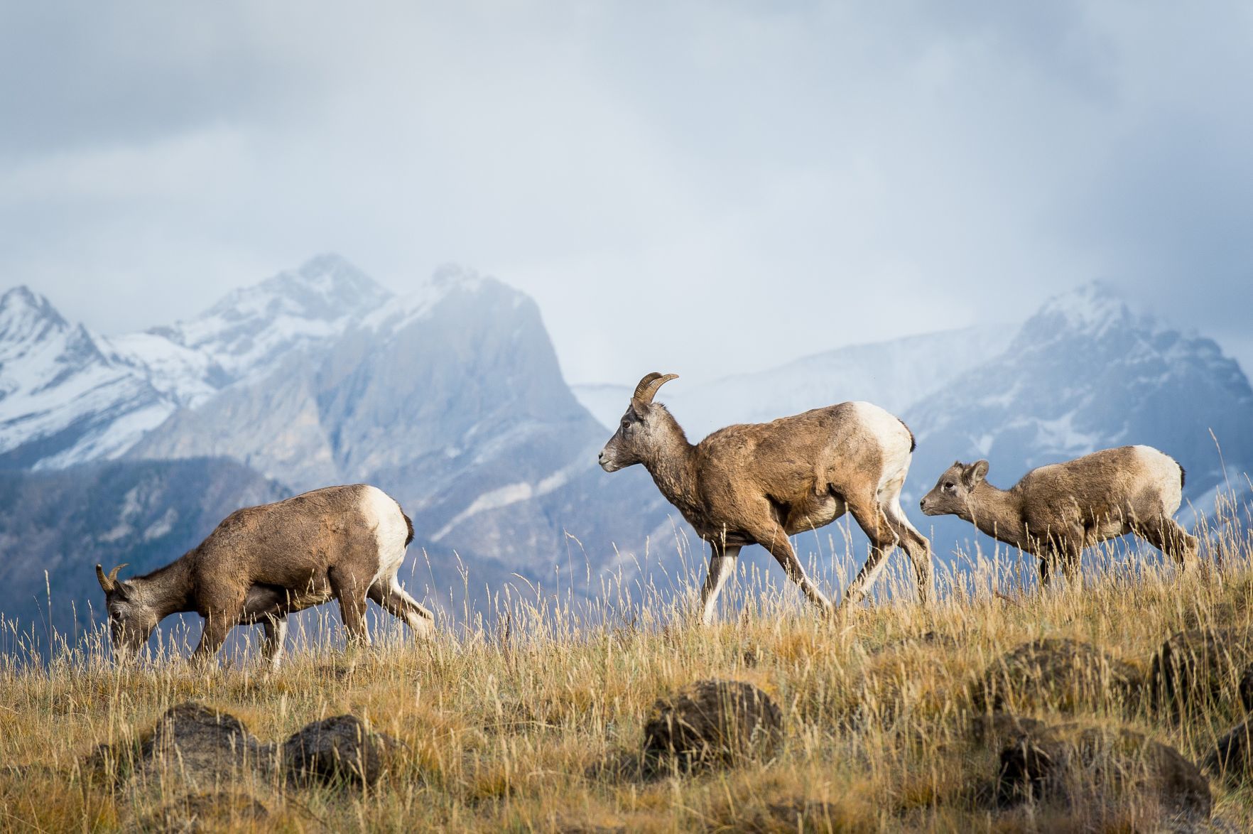 Bighorn study